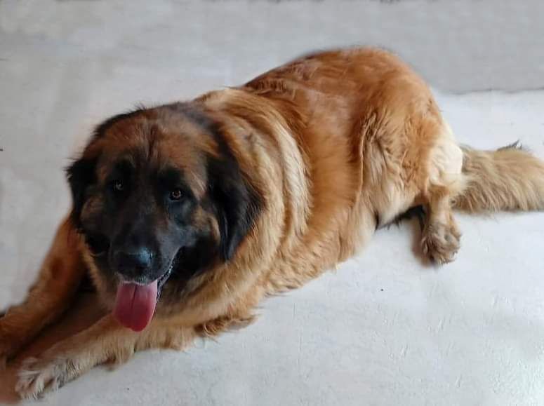 Les Leonberger de l'affixe des beautés d'haza