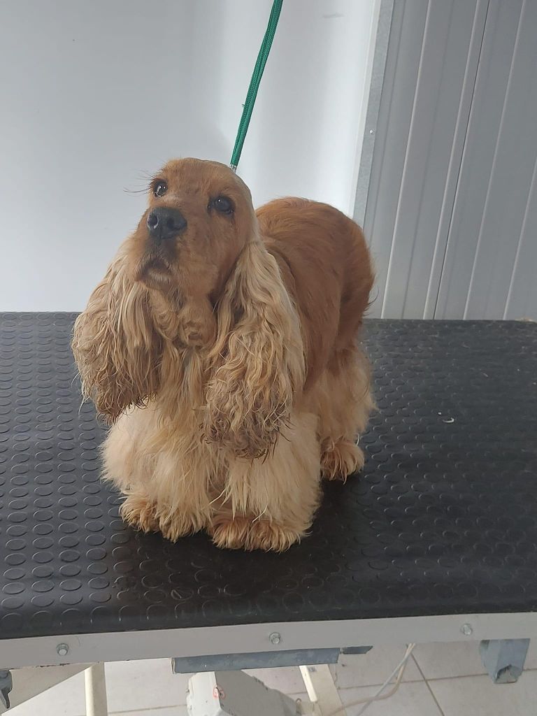 Les Cocker Spaniel Anglais de l'affixe des beautés d'haza