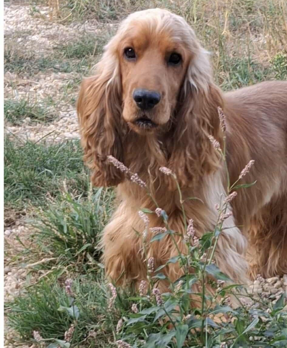 VAC des bois de la bro